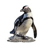 Shape Puzzle Junior Pinguin Spiel