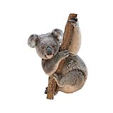 Konturpuzzle Jr. Koala Spiel