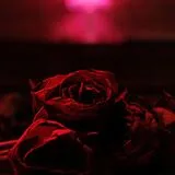 The Paper Kites LP (analog) Roses