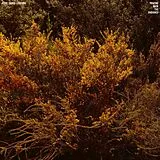 Cantu-ledesma,Jefre LP (analog) Tracing Back The Radiance