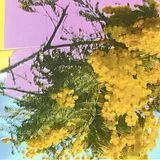 Four Tet Vinyl Into Dust (still Falling) - 12"