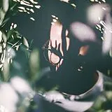 Green,Henry LP (analog) Shift