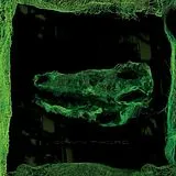 Avey Tare Vinyl Down There