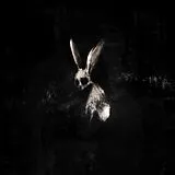Ghostkid Vinyl Follow The White Rabbit (neon Pink Lp)