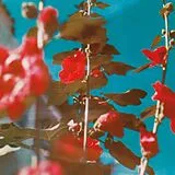 Chad Lawson CD Breathe