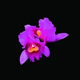 Opeth CD Orchid