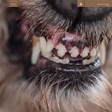 Blanck Mass LP (analog) World Eater (limited Colored Vinyl)