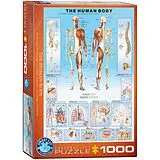 Der menschliche Körper (Puzzle) Spiel