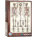 Das Skelett (Puzzle) Spiel