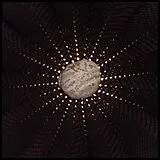 Nat Baldwin LP (Vinyl) In The Hollows