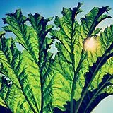Pfarmers Vinyl Gunnera (Vinyl)