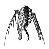 Lotic Maxi Single (analog) Heterocetera