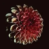 Jessica Moss CD Unfolding
