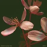 Pachakuti & Young.vishnu LP (analog) Semilla