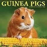 Kalender Guinea Pigs 2026 Wall Calendar von Willow Creek Press