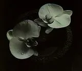 Mike/Vannier,Jean-Claud Patton CD Corpse Flower