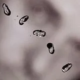 Peter Gabriel CD-ROM EXTRA/enhanced Up