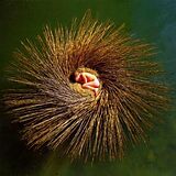 Peter Gabriel CD-ROM EXTRA/enhanced Ovo