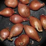 Segall,Ty LP (analog) Fried Shallots