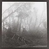 Eidetic Seeing LP (Vinyl) Against Nature