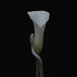 Animals As Leaders CD Parrhesia