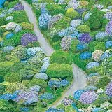 Fiddlehead LP (analog) Between The Richness (violet Vinyl)