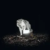Vanishing Life Vinyl Surveillance