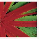 Jejune Vinyl This Afternoons Malady (indies Only)