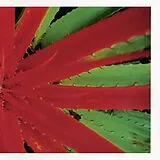 Jejune Vinyl This Afternoons Malady (indies Only)