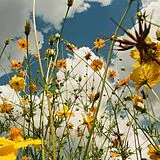 Tasha Vinyl You Are Spring! (yellow Wildflower Vinyl)