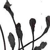 Agf/Various CD A Deep Mysterious Tone