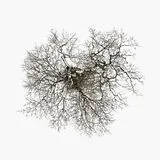 Metcalfe John LP (analog) Tree