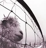 Pearl Jam LP (Vinyl) Vs. Vinyl Edition (Remastered)