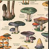  Champignons : puzzle 1000 pièces von 