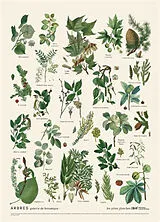 Broschiert Arbres : galerie de botanique von 