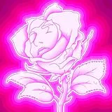 Irene Dresel LP (analog) Rose Fluo