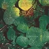 Whoman CD About Honey