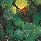 Whoman Vinyl About Honey