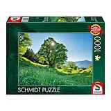 Berg-Ahorn im Sonnenlicht, St. Gallen, Schweiz Spiel