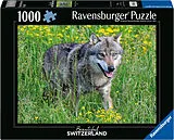 Wolf im Tierpark Goldau Spiel