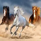 Diamond Painting Pferde im Galopp 40x50 Spiel