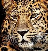Diamond Painting Jaguar Kopf 40x30 cm Spiel