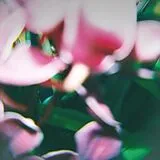 Trade Wind Vinyl You Make Everything Disappear