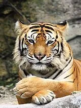 Tiger - 500 Teile (Puzzle) Spiel