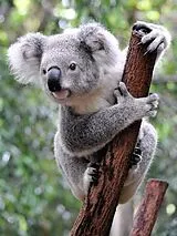 Lais Puzzle Koala Australien 1000 Teile Spiel