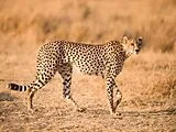 Gepard - 500 Teile (Puzzle) Spiel