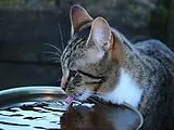 Katze - 1.000 Teile (Puzzle) Spiel