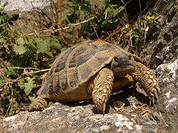 Schildkröte - 1.000 Teile (Puzzle) Spiel