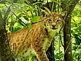 Luchs - 500 Teile (Puzzle) Spiel