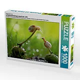 CALVENDO Puzzle Ein Motiv aus dem Kalender at Schneckentempo durch das Jahr | 1000 Teile Lege-Größe 64x48cm Foto-Puzzle für glückliche Stunden Spiel